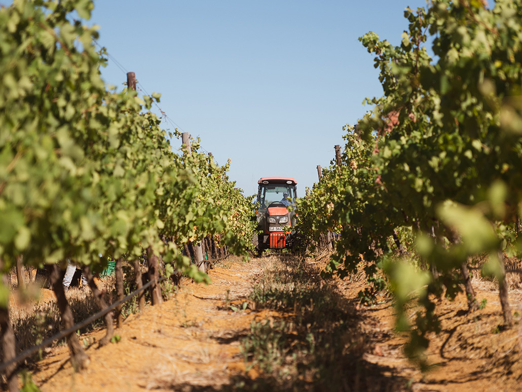 stellenbosch and franschhoek wine tours