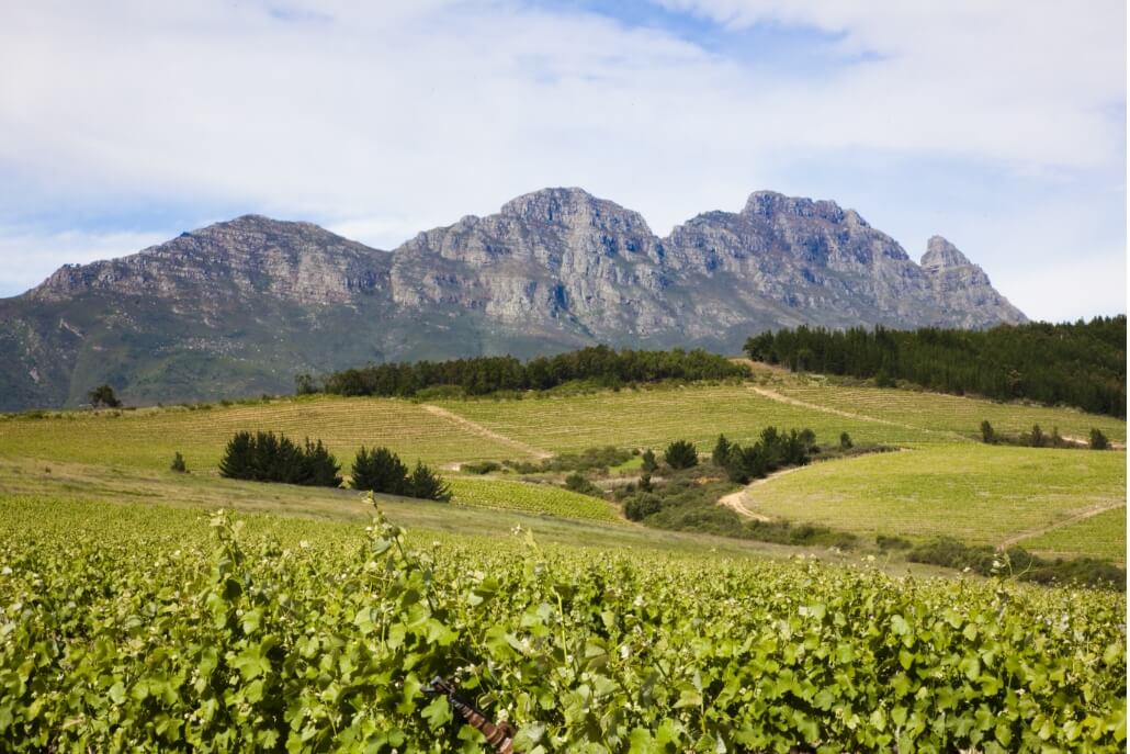 Stellenbosch Wine Tours